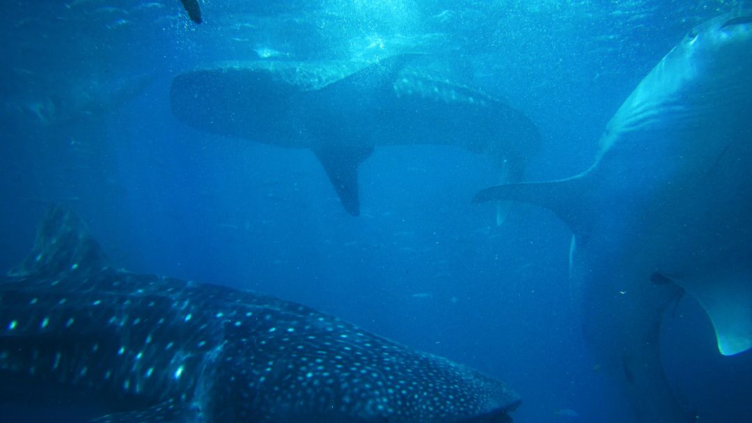 Whale Sharks Swimming Underwater in Clear Blue Ocean - Free Images, Stock Photos and Pictures on Pikwizard.com