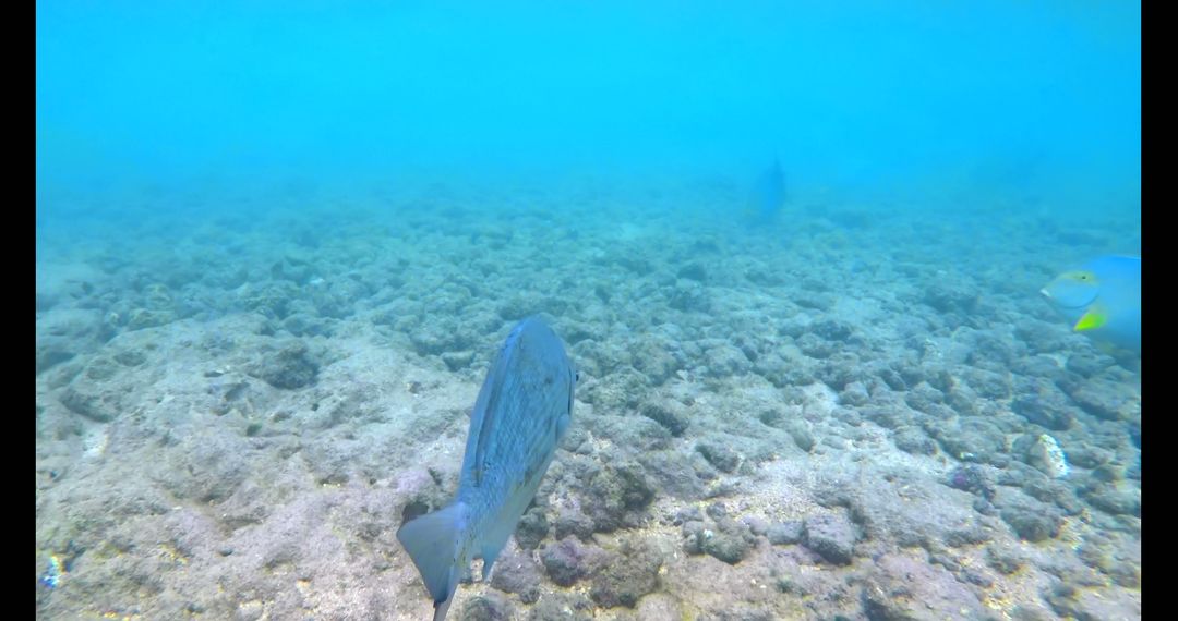 Underwater view of fish in clear tropical blue ocean on sunny day with copy space - Free Images, Stock Photos and Pictures on Pikwizard.com