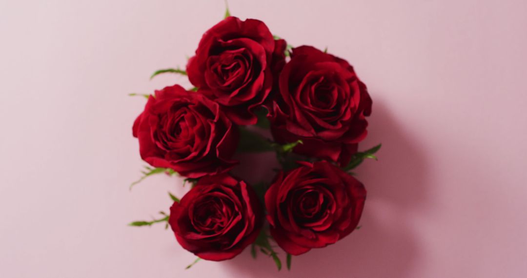 Elegant Red Roses on Soft Pink Background Celebrating Love