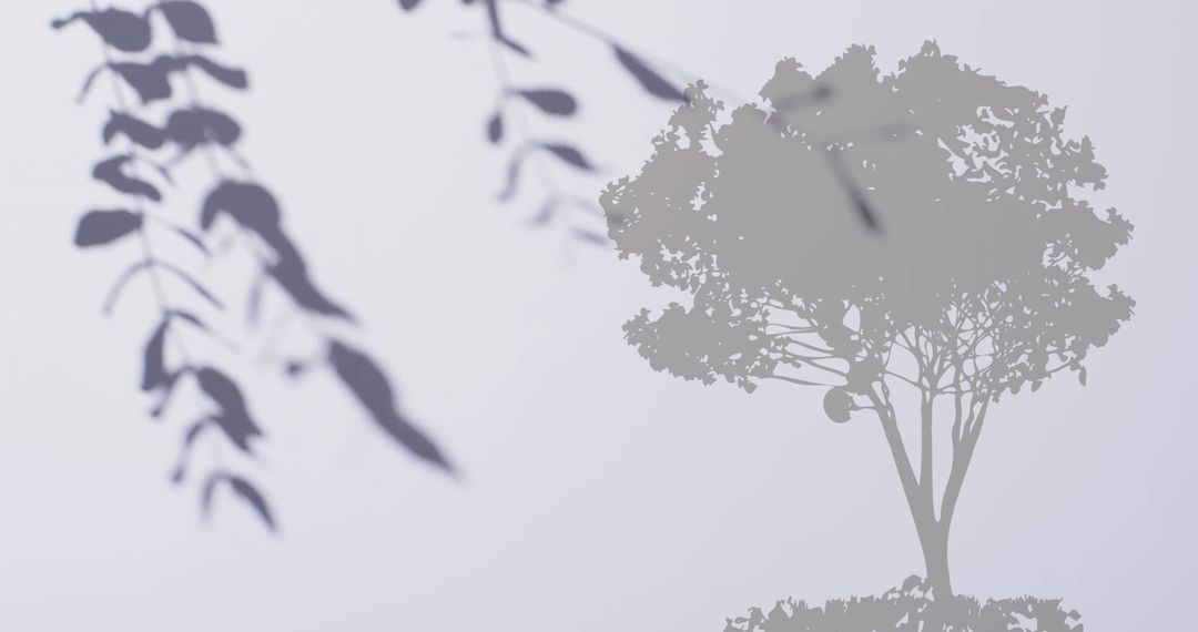 Shadow Leaves Over Silhouetted Tree on White Background