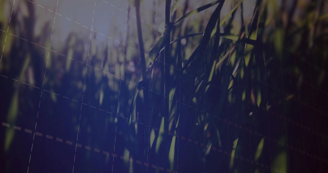 Grass Blades in Diffused Light with Abstract Grid Overlay