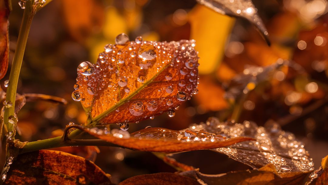 Glistening Orange-Brown Leaf Collecting Dew Drops Macro Closeup Autumn Bokeh Highlights