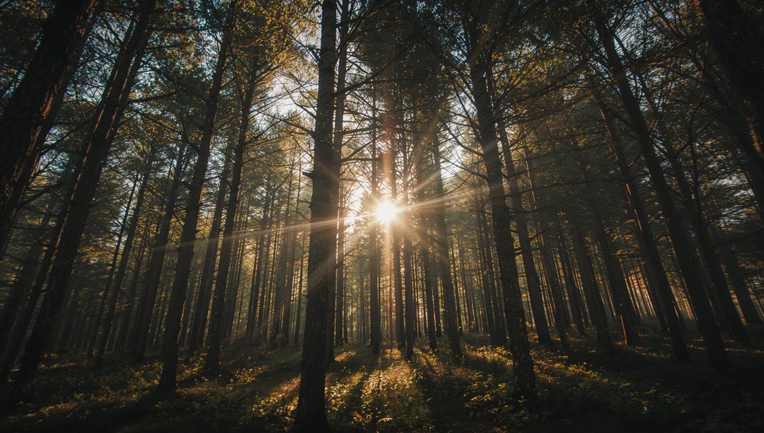 Golden Sunrays Illuminating Tranquil Pine Forest