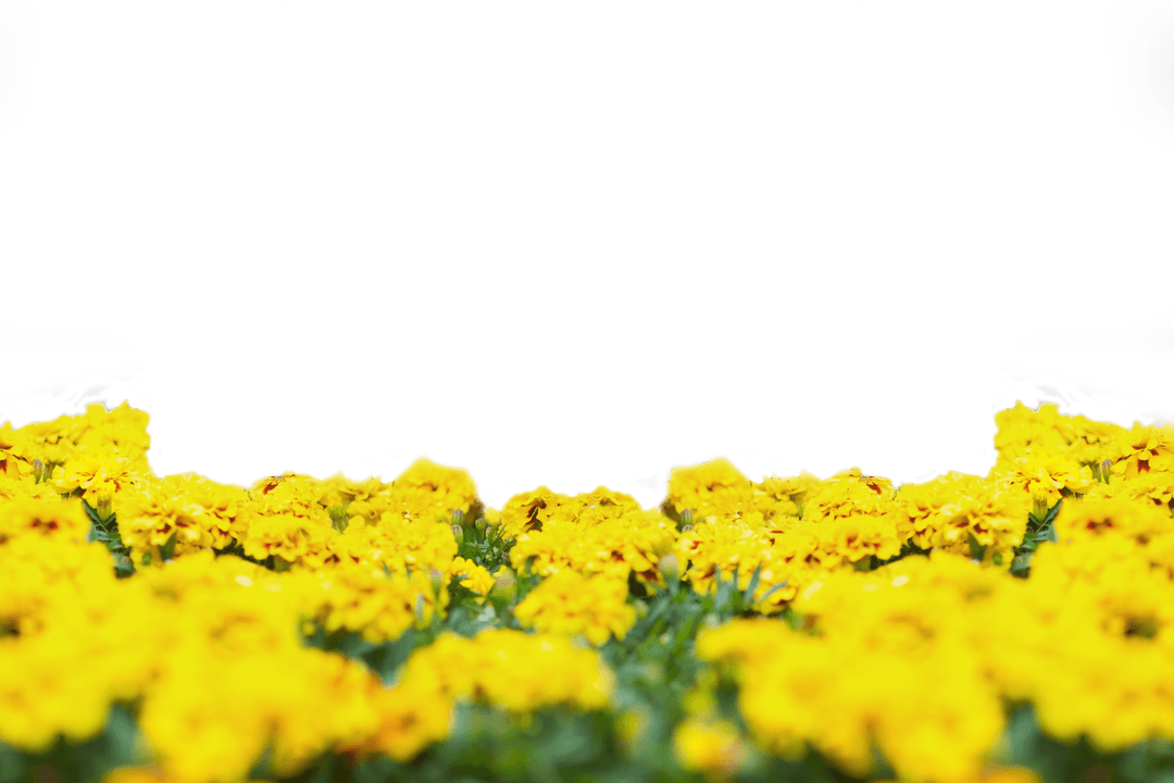 Vibrant Yellow Flowers Isolated on Transparent Background