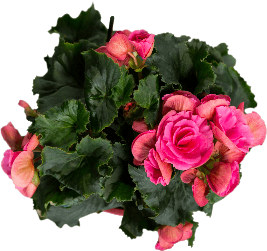 Digital Pink Roses on Transparent Background Illustration