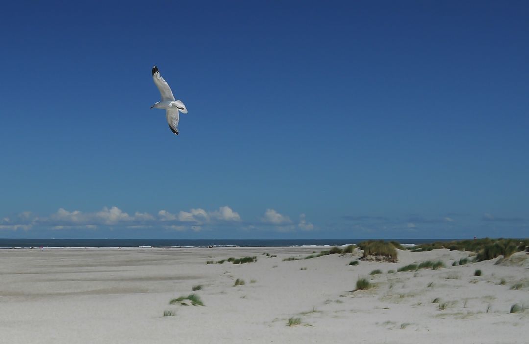 Seagull Soaring Over Expansive Sandy Beach and Dunes Under Deep Blue Sky