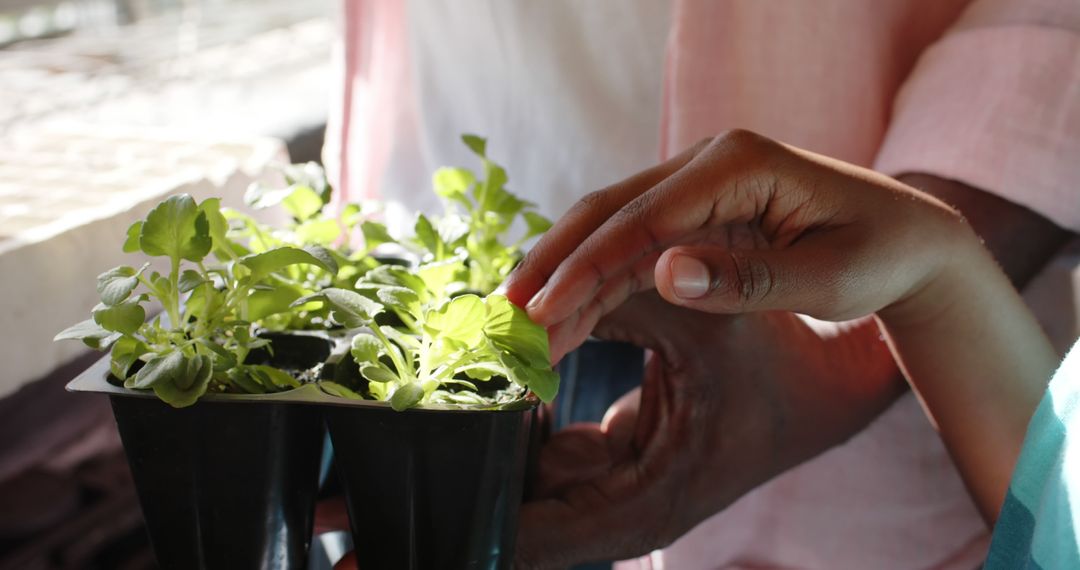 African american boy tending to plants in greenhouse - Free Images, Stock Photos and Pictures on Pikwizard.com