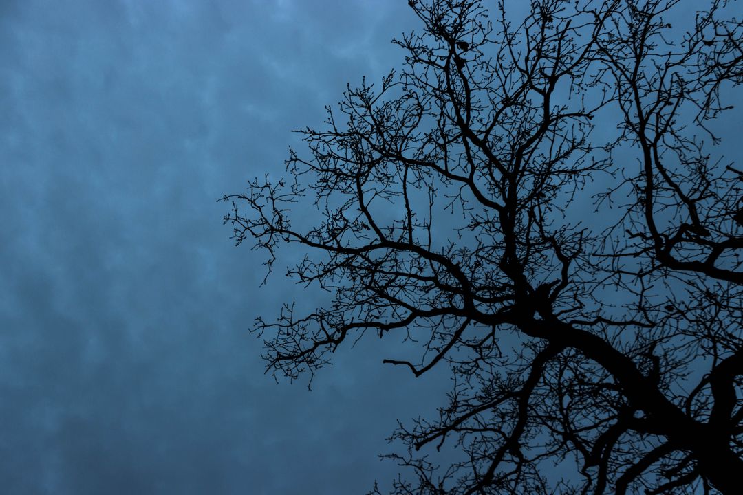Silhouette of Leafless Tree Branches Against Dusk Sky - Free Images, Stock Photos and Pictures on Pikwizard.com