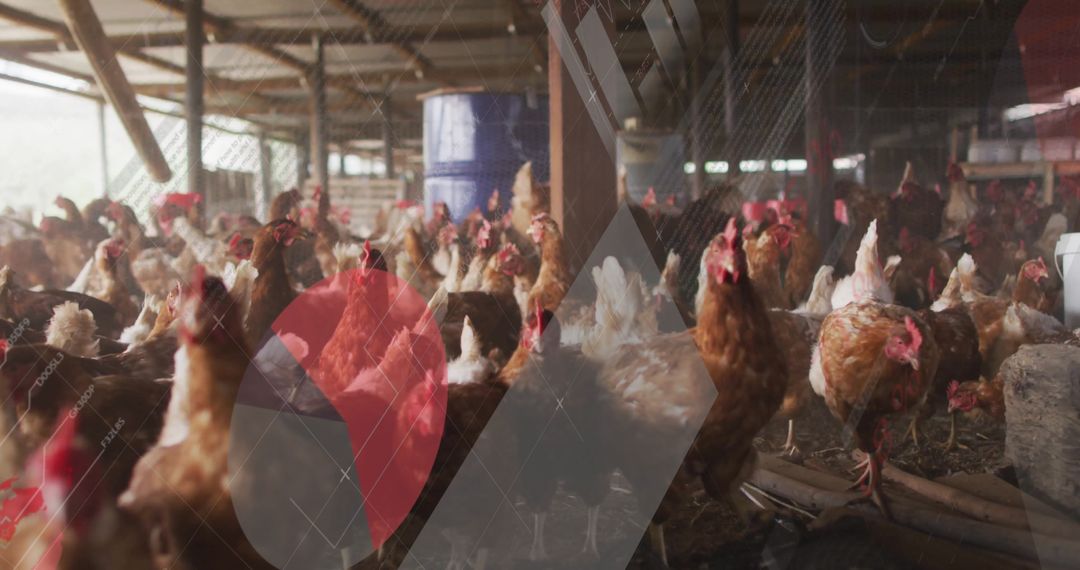 Brown Laying Hens Roaming Inside Rustic Poultry Barn