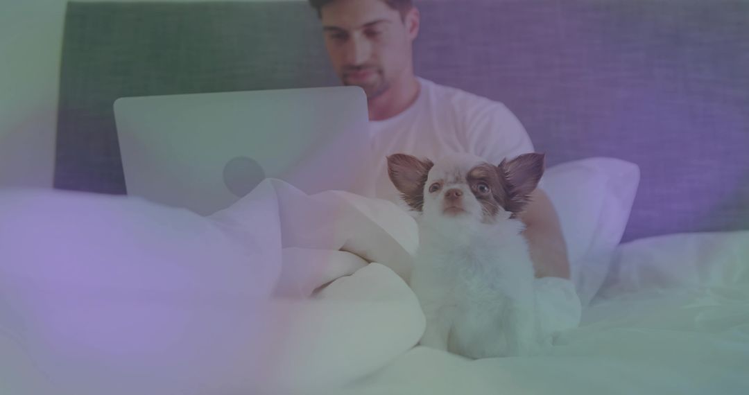 Man Working on Laptop in Bed with Long-Haired Chihuahua