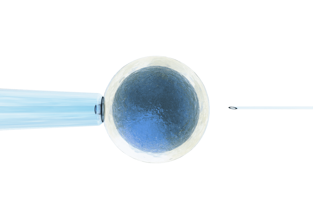 Transparent Illustration of Vaccinated Cell and Syringe Vector
