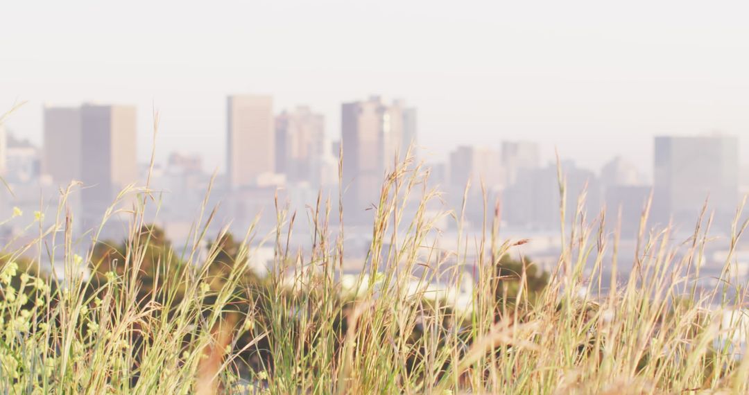 Grass Blades in Focus Against Blurred Urban Skyline