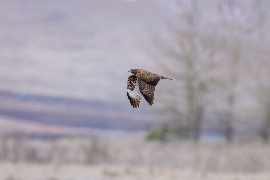 Raptor Gliding Over Open Prairie, Hawk in Flight Showing Silent Hunt and Wide Sky