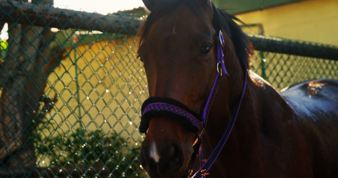 Beautiful Brown Horse With Purple Bridle by Wooden Fence - Free Images, Stock Photos and Pictures on Pikwizard.com