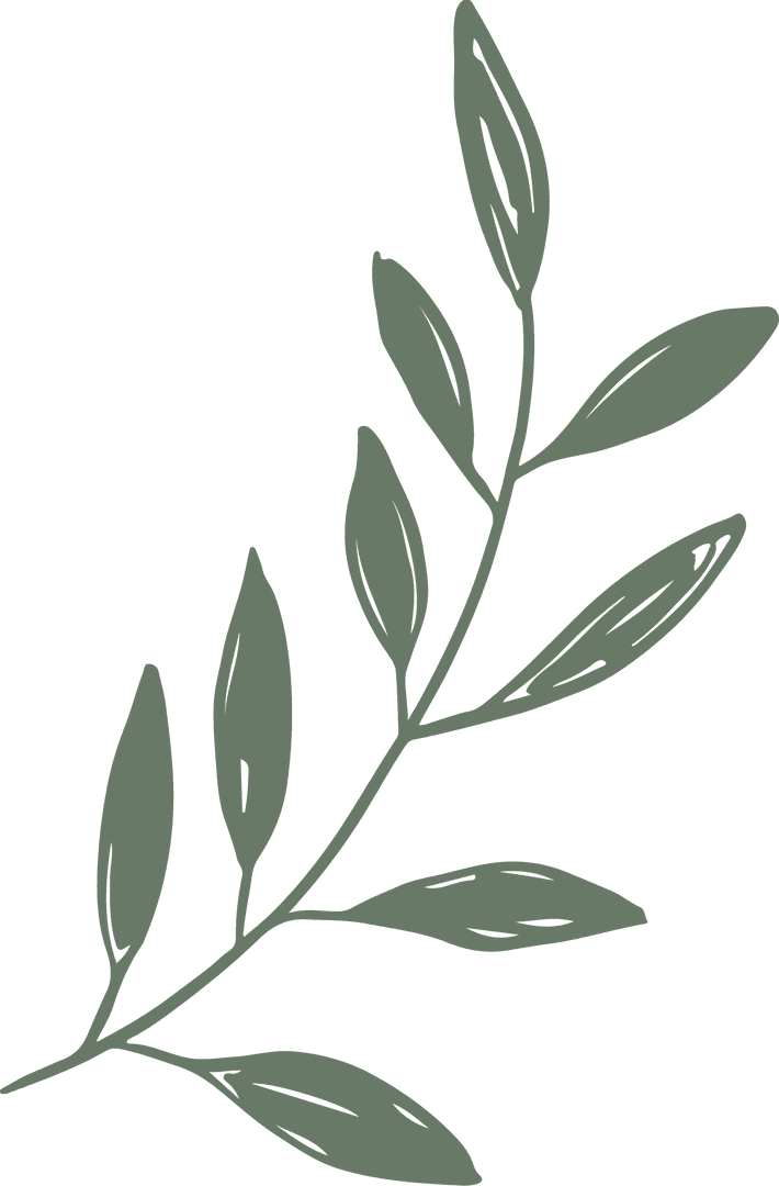 Stylized Olive Sprig Illustration on Transparent Background