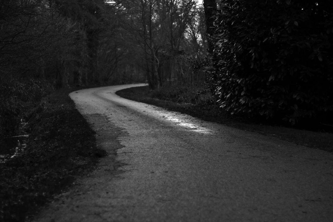 Black and white trees road  - Free Images, Stock Photos and Pictures on Pikwizard.com