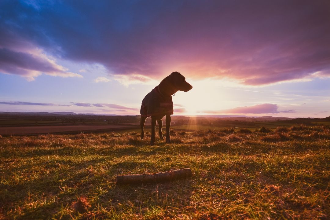 Dog Standing on Grassy Field at Sunset with Dramatic Sky - Free Images, Stock Photos and Pictures on Pikwizard.com