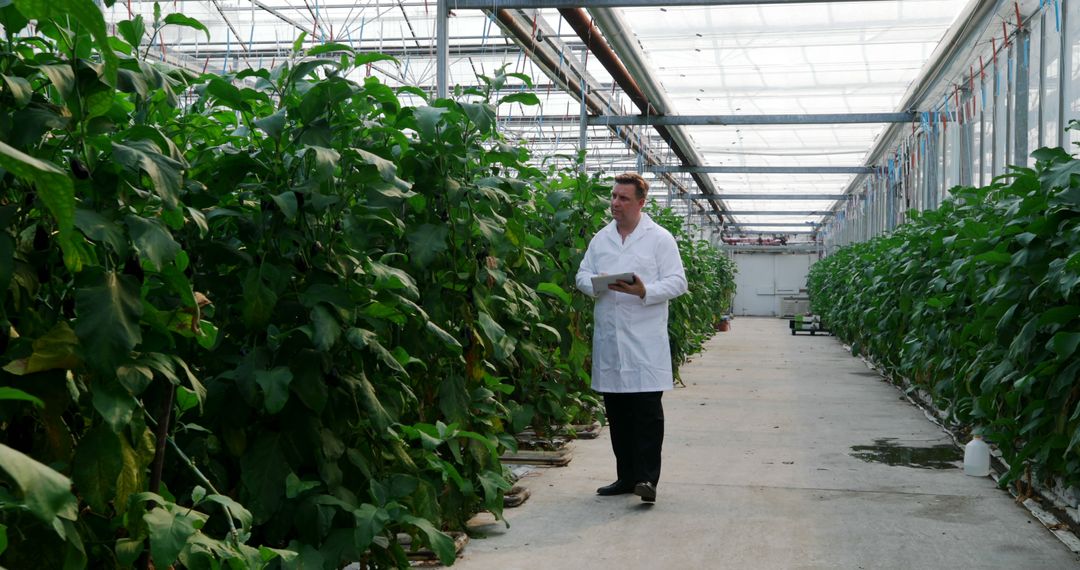 Agricultural Scientist Evaluating Greenhouse Plants