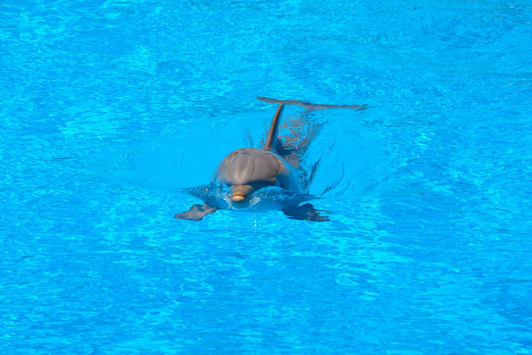 Dolphin Swimming in Clear Blue Pool - Free Images, Stock Photos and Pictures on Pikwizard.com