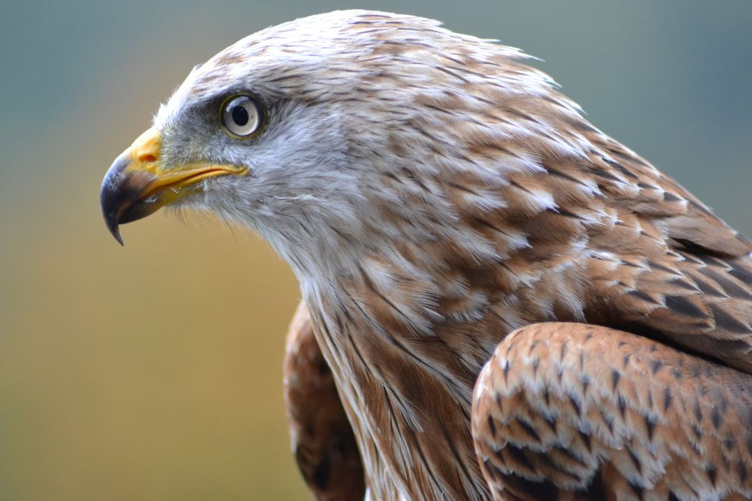 Close-up of Majestic Red Kite with Intense Gaze - Free Images, Stock Photos and Pictures on Pikwizard.com
