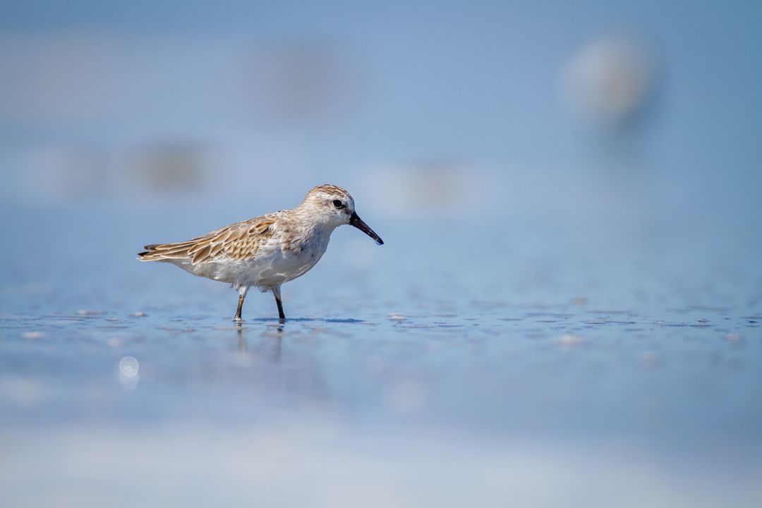 Solitary Sandpiper Strolling on Serene Shoreline