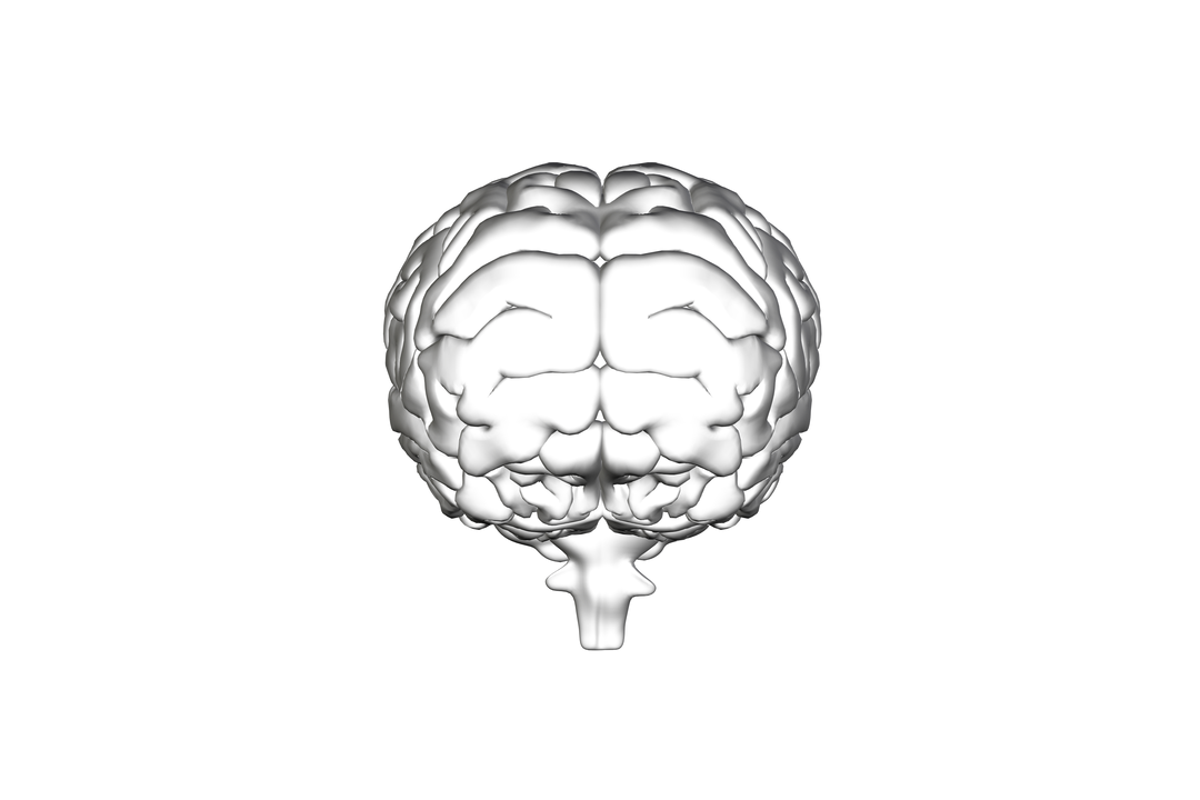 Digital 3D Brain Model Vector on Transparent Background - Download Free Stock Images Pikwizard.com