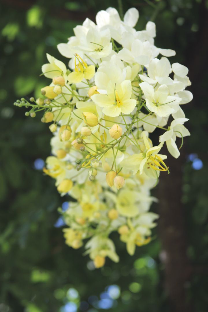 Hanging pale yellow blossom cluster cascading from green foliage, soft sunlit bokeh