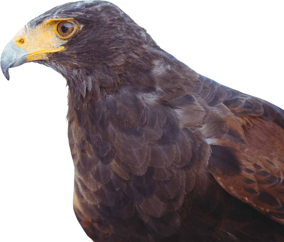 Majestic Brown Eagle on Transparent Background with Piercing Gaze