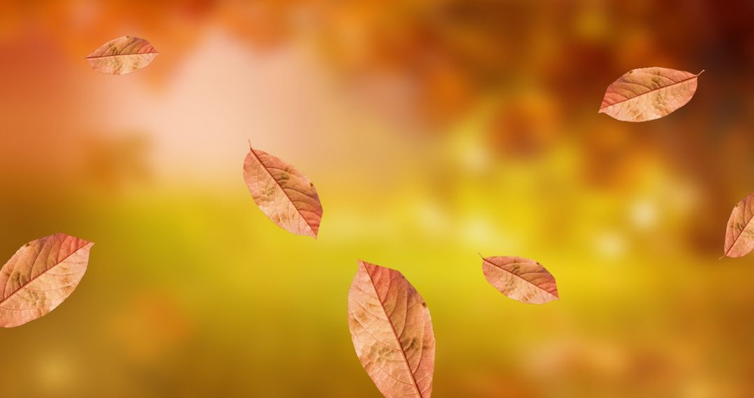 Autumn Leaves Floating on Blurred Warm Background