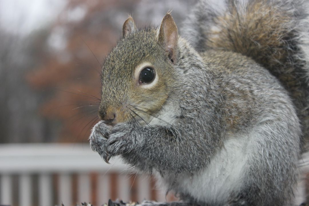 Close-Up of Gray Squirrel Eating Seeds in Fall - Free Images, Stock Photos and Pictures on Pikwizard.com