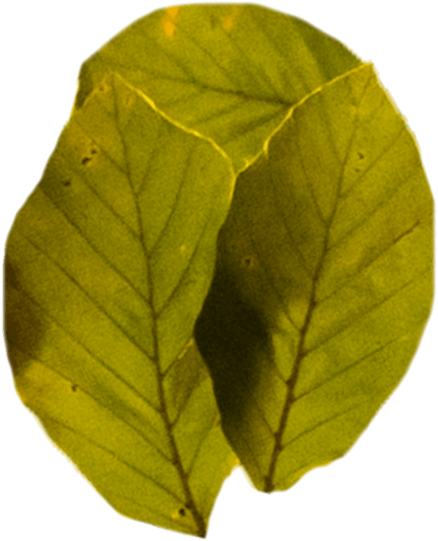 Transparent Dry Green Leaves With Detailed Veins