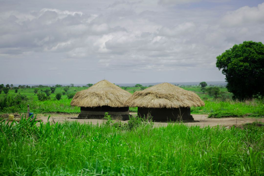 Traditional Thatched Huts in Verdant Savanna Landscape - Free Images, Stock Photos and Pictures on Pikwizard.com