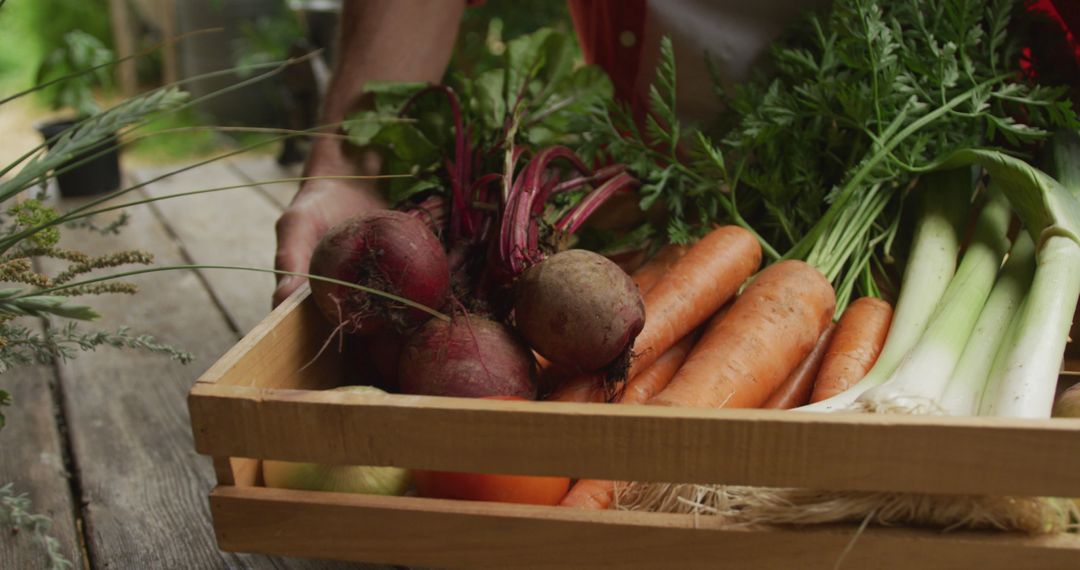 Fresh Harvest Basket with Carrots Beetroots and Leeks