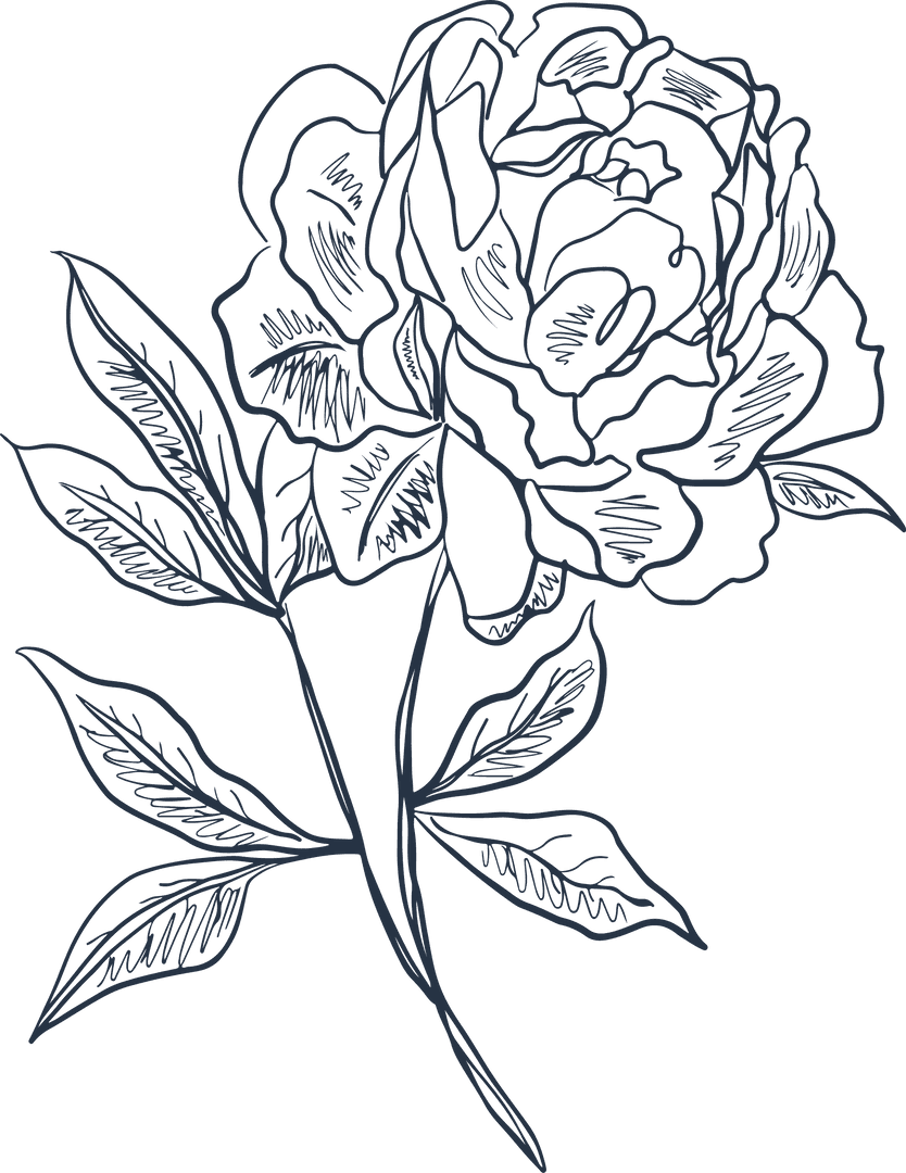 Monochrome Peony Floral Line Art on Transparent Background