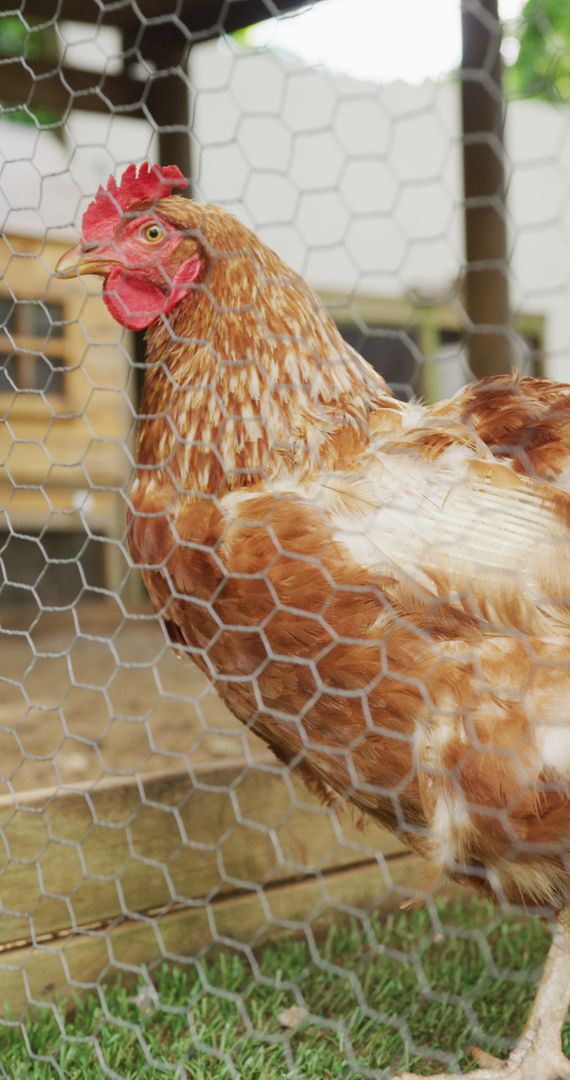 Hen Behind Wire Mesh in Rural Farm Enclosure