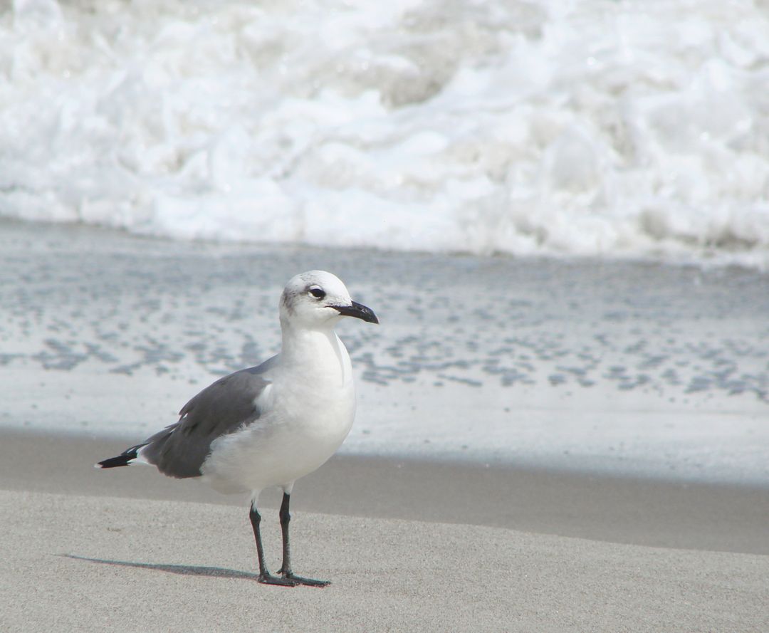 Seagull Standing on Beach with Ocean Waves in Background - Free Images, Stock Photos and Pictures on Pikwizard.com