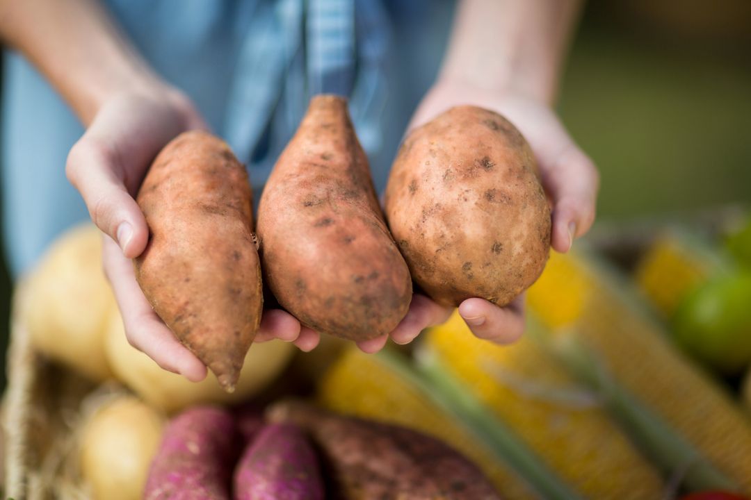 Cropped image of woman holding sweet potatoes - Free Images, Stock Photos and Pictures on Pikwizard.com