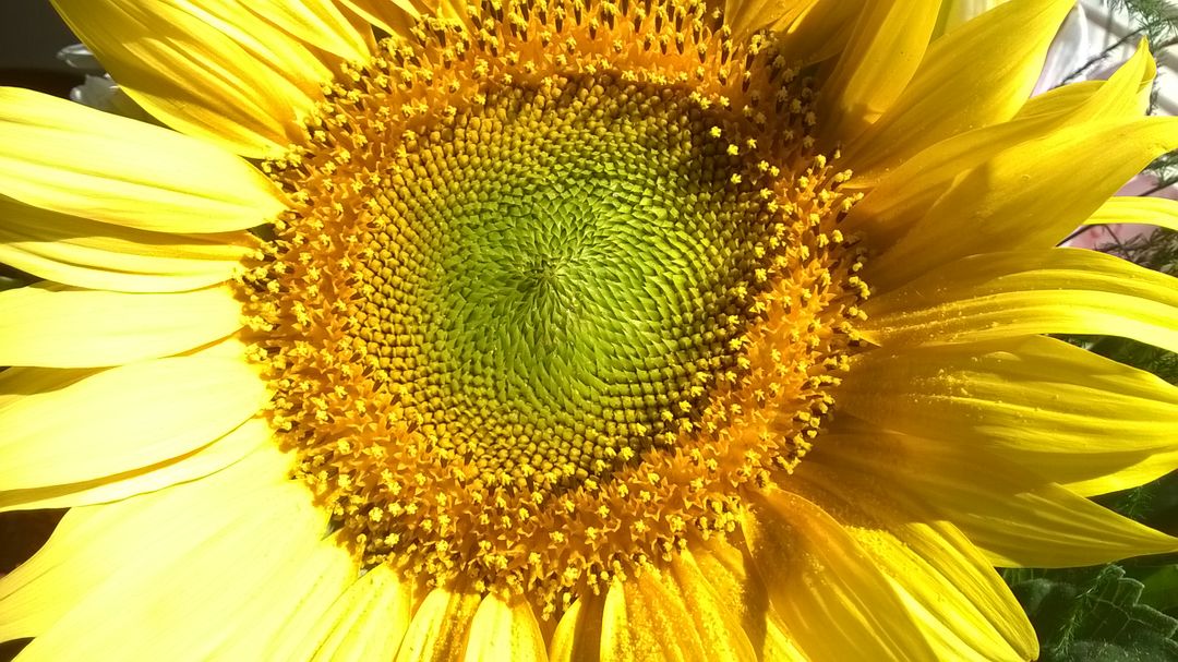 Close-Up of Vibrant Yellow Sunflower in Full Bloom with Detailed Center - Free Images, Stock Photos and Pictures on Pikwizard.com