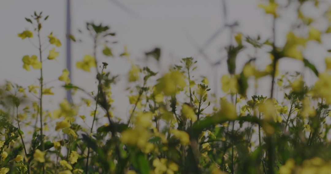 Sunlit yellow wildflowers swaying at meadow edge with soft focus spring mood