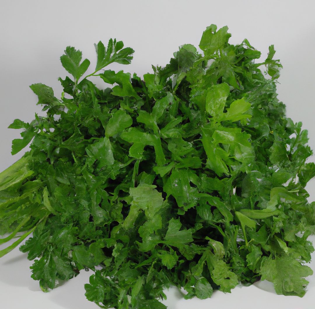Close up of sprig of green fresh parsley on white background - Free Images, Stock Photos and Pictures on Pikwizard.com