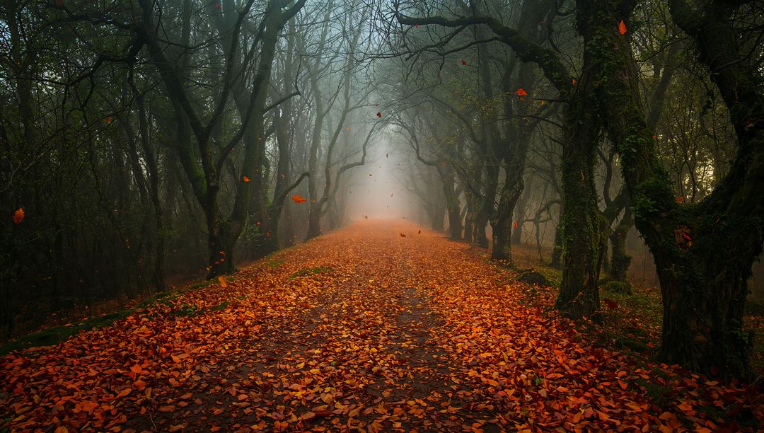 Misty Autumn Trail in Enchanted Forest with Floating Leaves