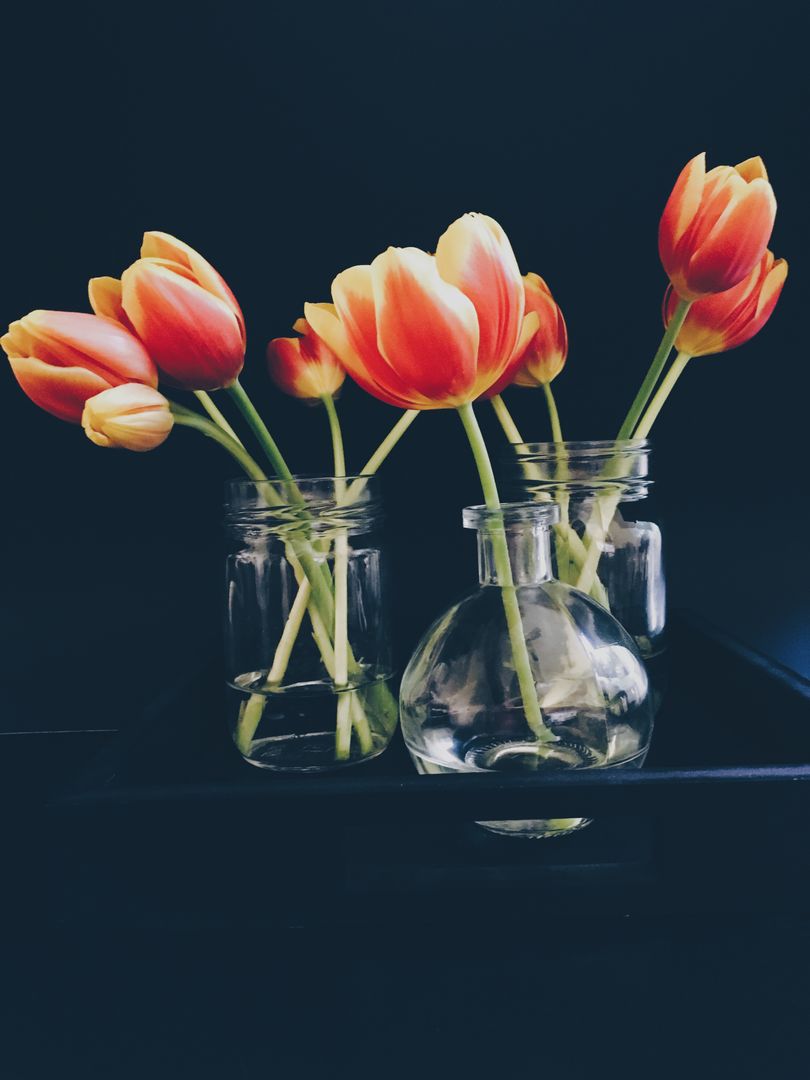 Vibrant Orange Tulips in Glass Jars Against Dark Background