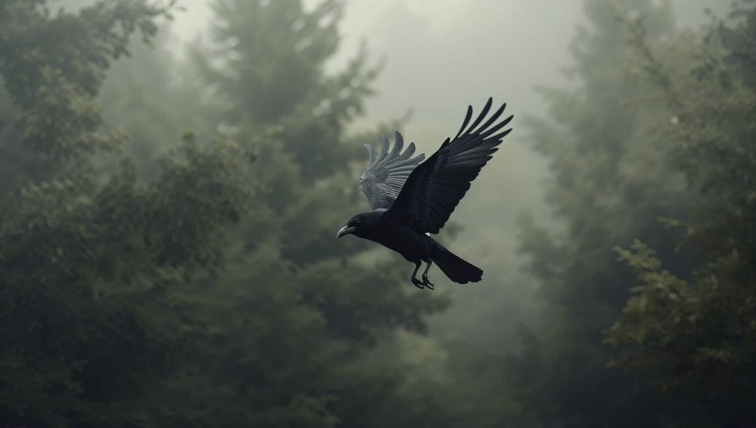 Majestic Black Raven Gliding in Misty Conifer Forest