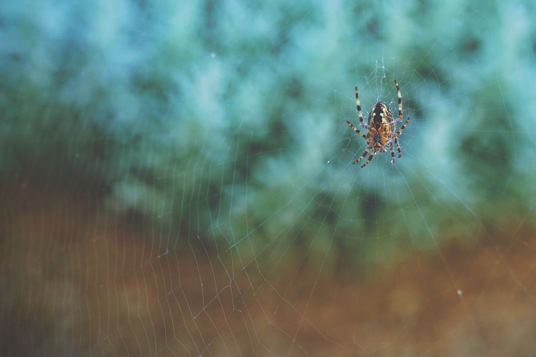 Orb Weaver Spider Perched on Delicate Web with Soft Green Bokeh Background Macro Close-Up