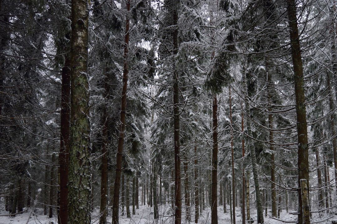 Serene Snow-Covered Forest with Tall Pine Trees in Winter - Free Images, Stock Photos and Pictures on Pikwizard.com