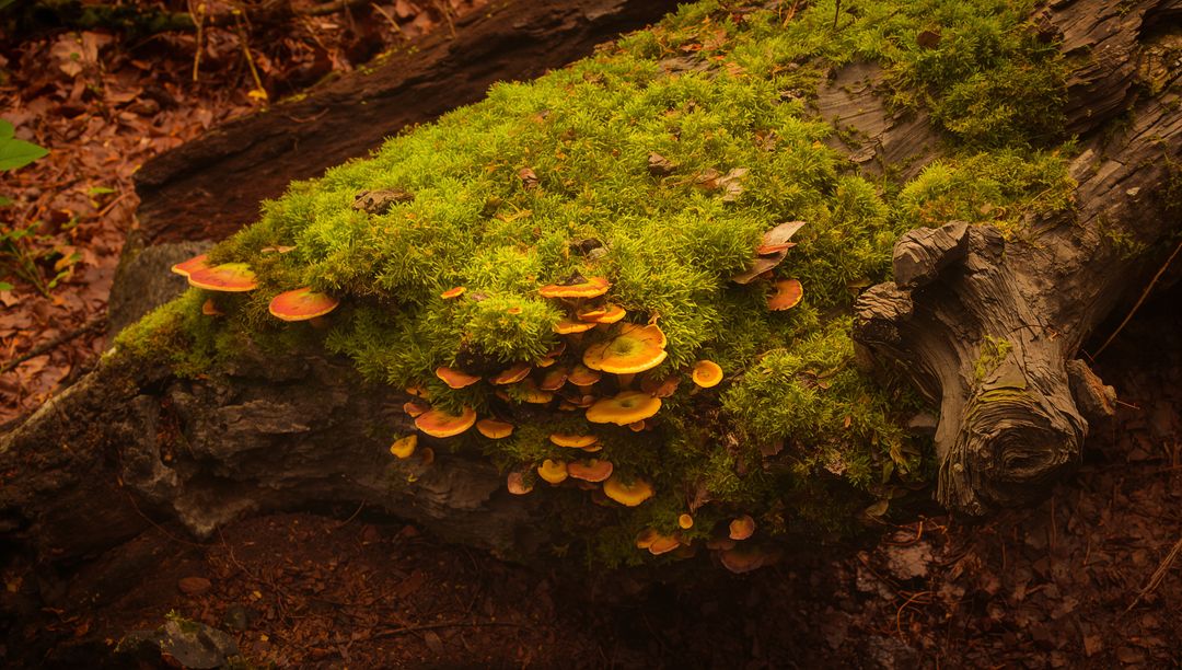 Moss-covered log hosting orange-brown shelf fungi on forest floor in autumn
