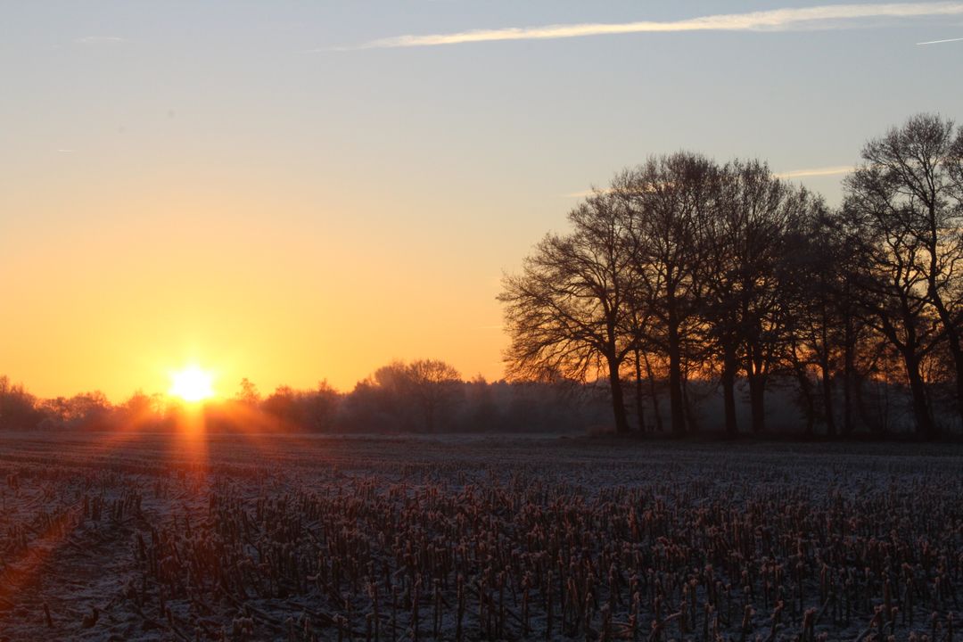 Sunrise Over Frosty Field with Bare Trees - Free Images, Stock Photos and Pictures on Pikwizard.com