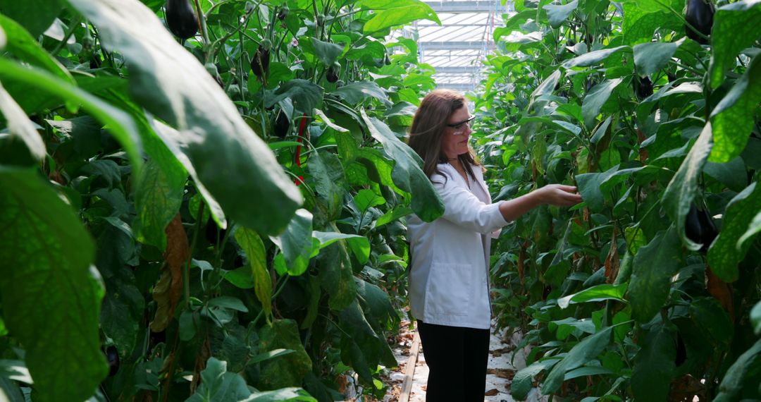 Female Scientist Analyzing Plants in a Greenhouse - Free Images, Stock Photos and Pictures on Pikwizard.com