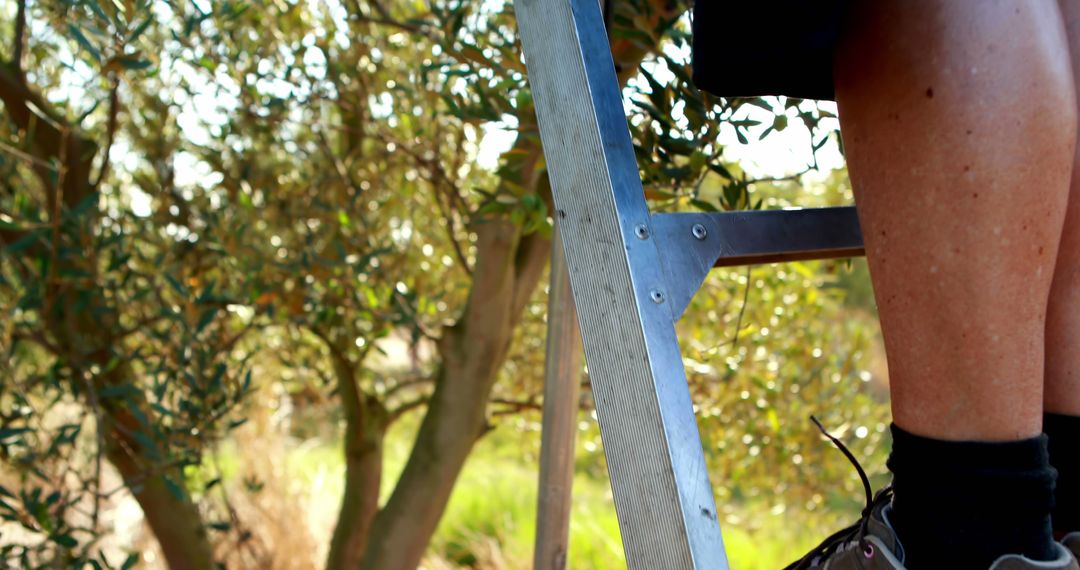 Middle-aged Adult on Ladder for Tree Maintenance with Copy Space - Free Images, Stock Photos and Pictures on Pikwizard.com