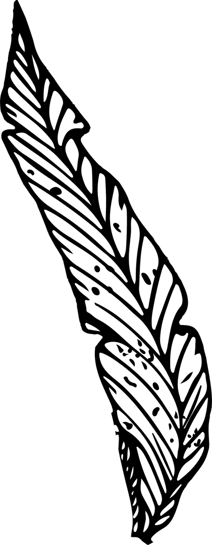 Stylized Ink Feather Sketch on Transparent Background